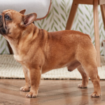 Mini French Bulldog Bullies: Care, Traits, and Tips