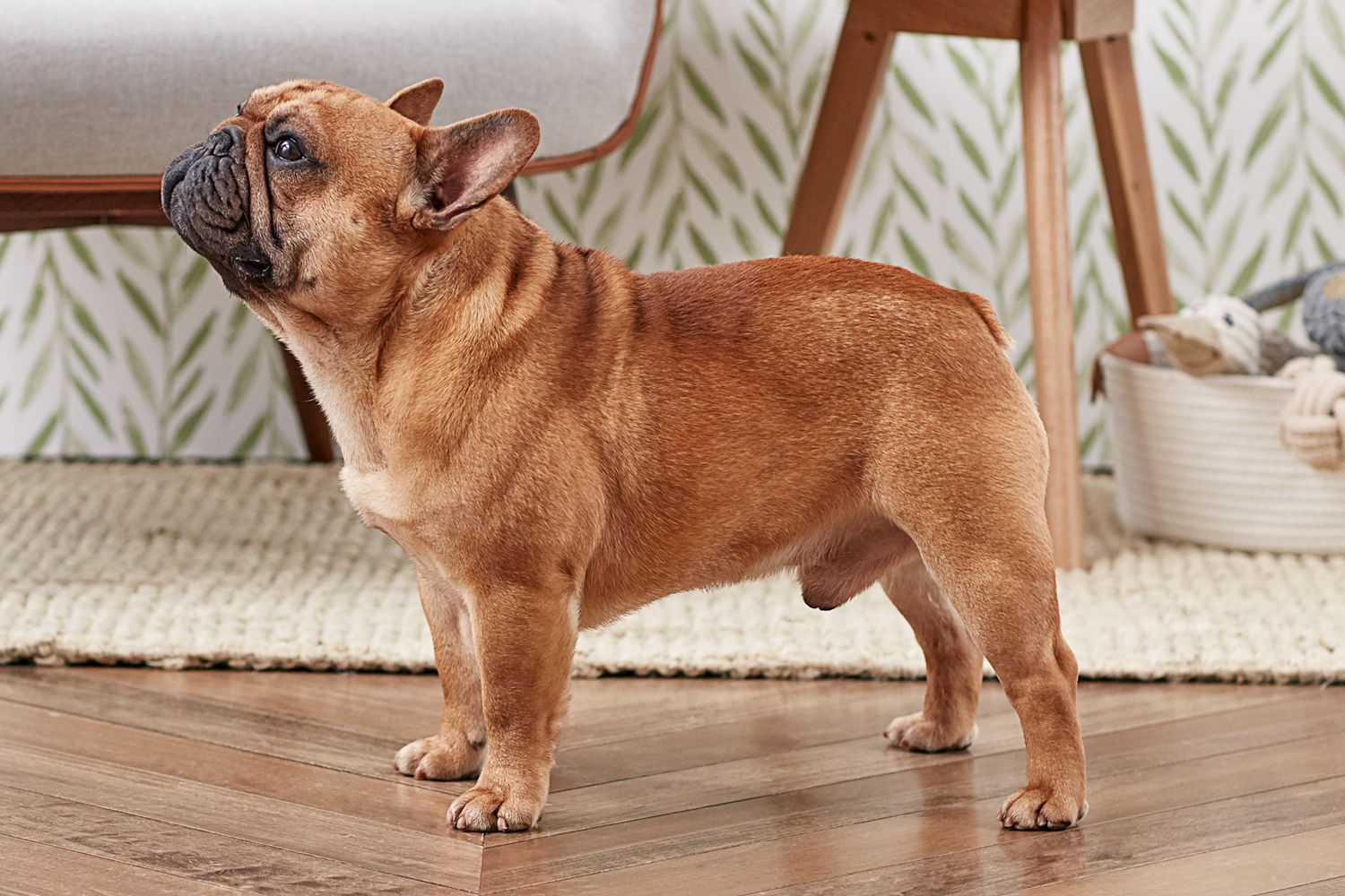 Mini French Bulldog Bullies: Care, Traits, and Tips